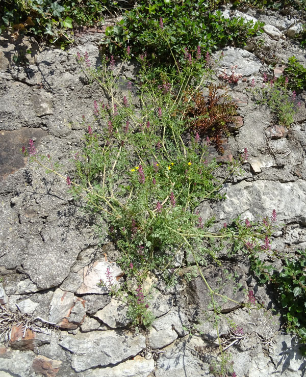 Fumaria officinalis subsp. officinalis / Fumaria comune